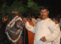 Majestic buffalo- pride of a Yadav