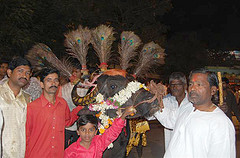 Young & Old parade their decorated buffalo